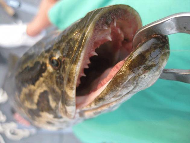 Invasive snakehead now a prized catch for Maryland anglers statewide