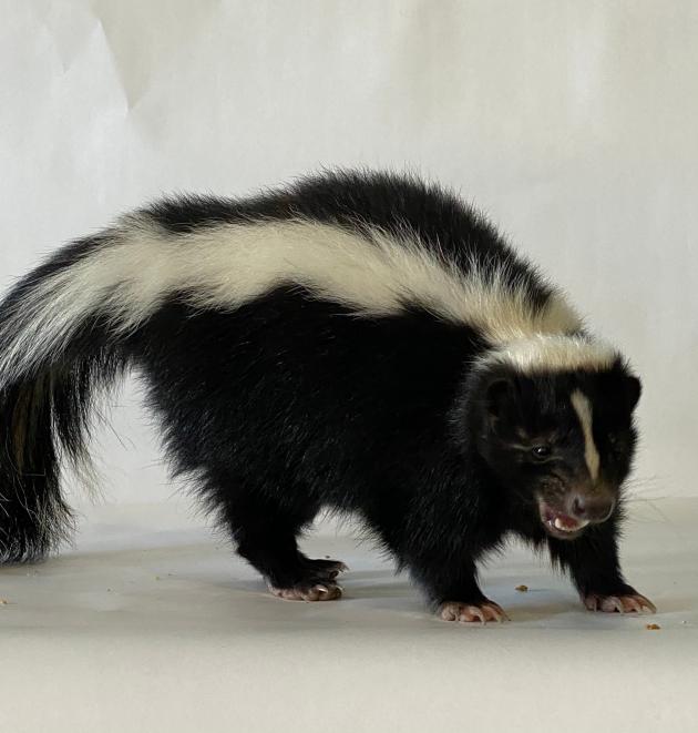 Wildlife rabies cases rise in Washington County. Take these steps now